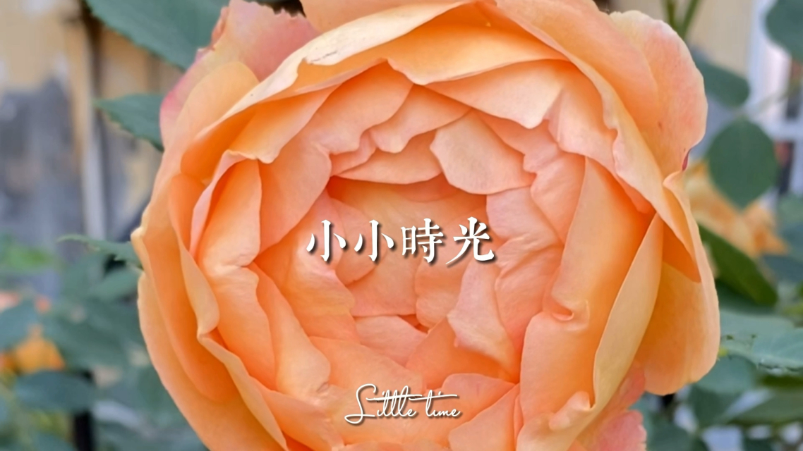老公亲我的小花园爱我吗怎么回答爸爸老公亲我的老公亲我的小花园，爱我吗？