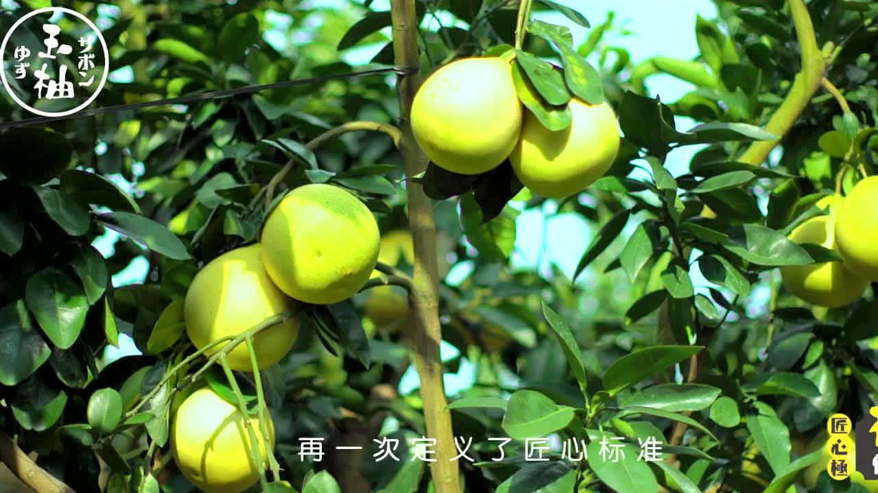 蜜柚在线观看免费版高清 -SE88AV蜜柚在线观看免费版高清文章-第3张图片