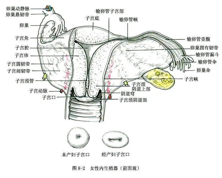 女性大荫蒂荫道多毛茸茸女性大荫蒂荫道多毛茸茸之美-第1张图片