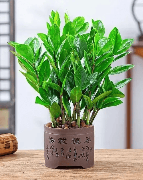 摇钱树苗攻略摇钱树苗攻略