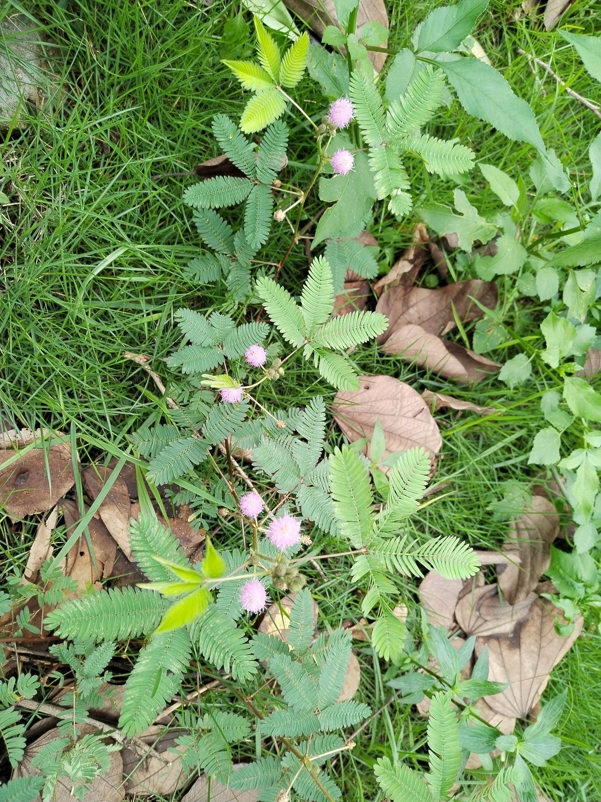 含羞草APP视频在线观看体验