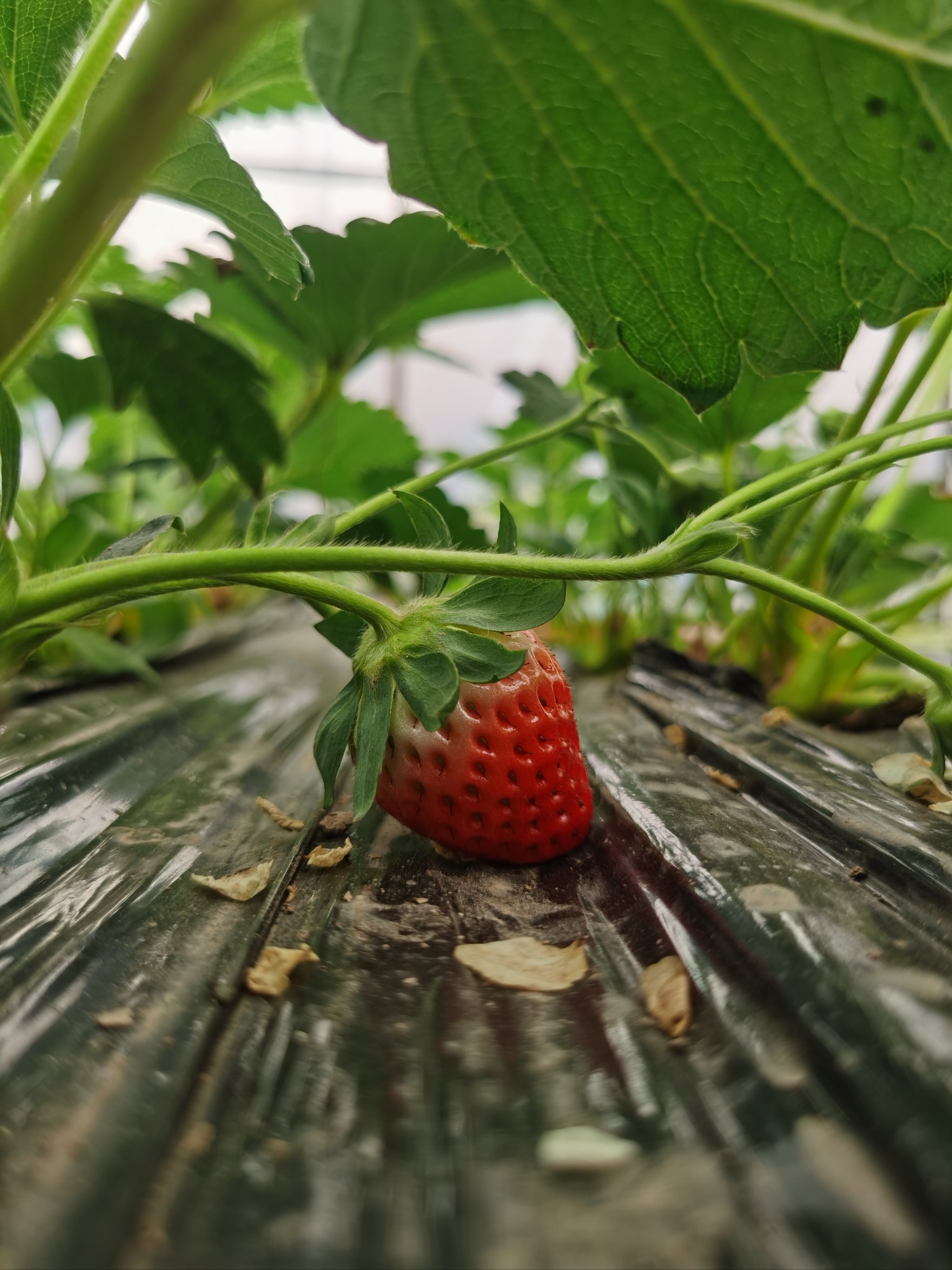 草莓视频ios苹果在线播放下载草莓视频iOS平台，探索草莓视频的魅力与体验-第3张图片