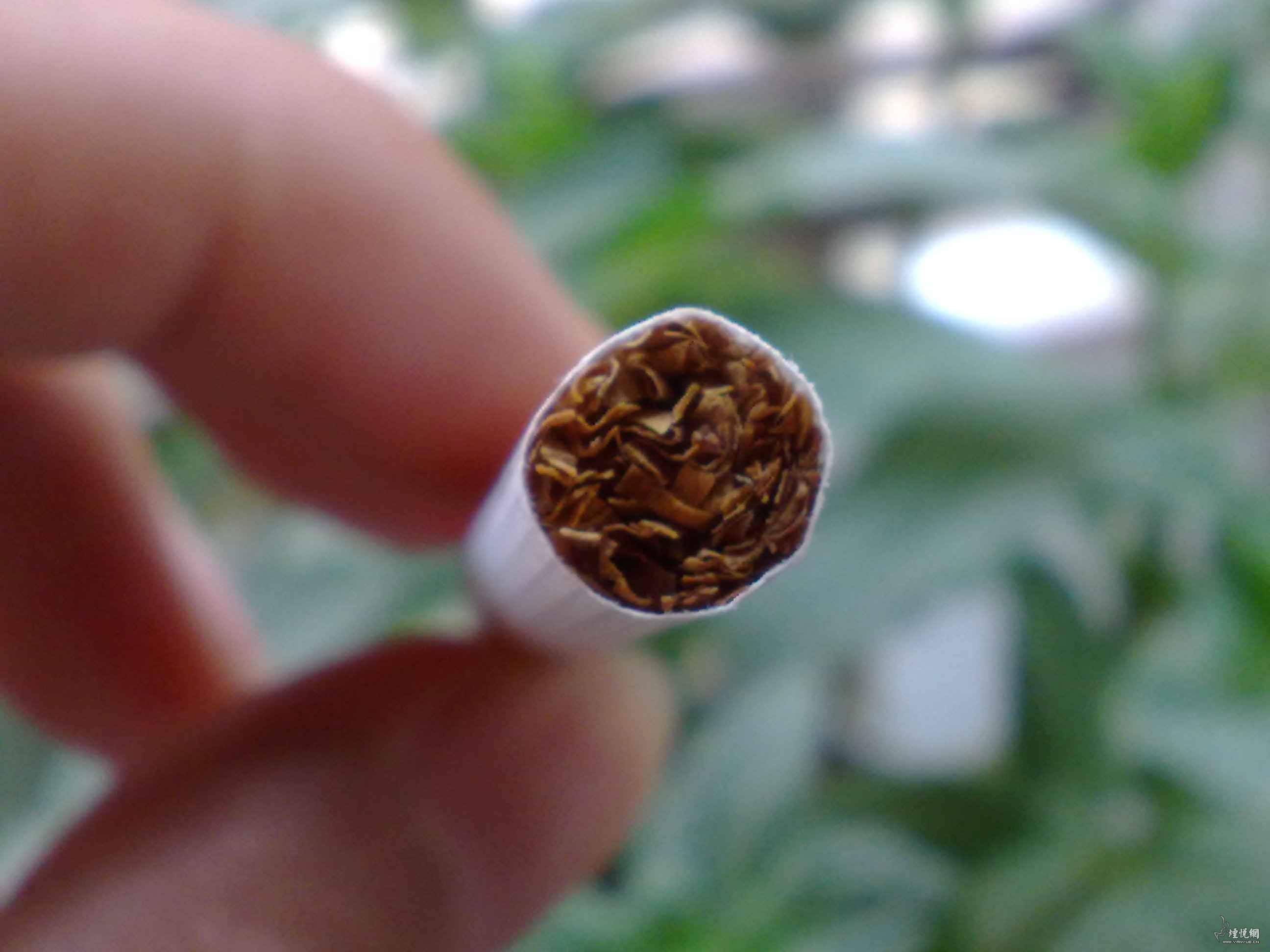雪峰毛尖雪峰毛尖，品味自然之珍