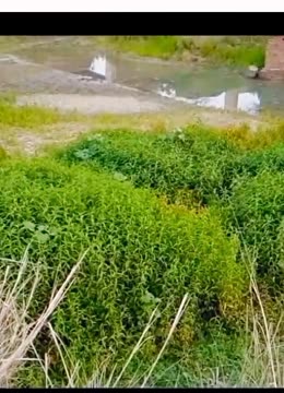 绿色视频在线观看免费绿色视频在线观看免费文章-第2张图片