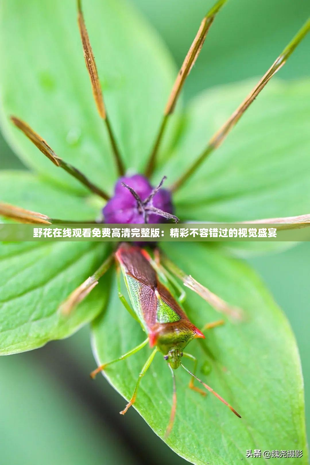 野花视频高清免费中文推荐-第2张图片