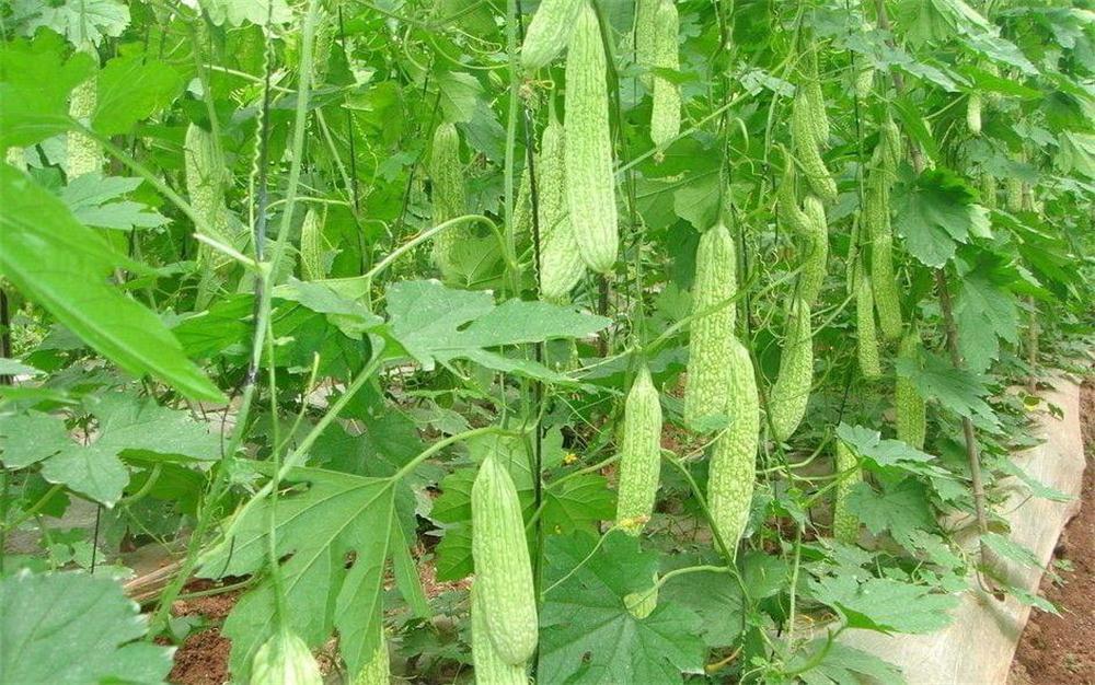 选料网选料网，引领绿色选材新潮流