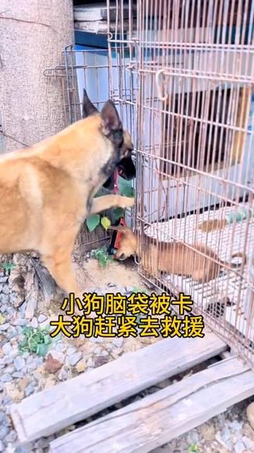 狗狗东西卡住怎么办-第2张图片