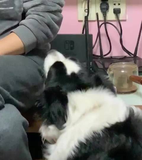香蕉视频污污在线观看，探索色情内容的边界