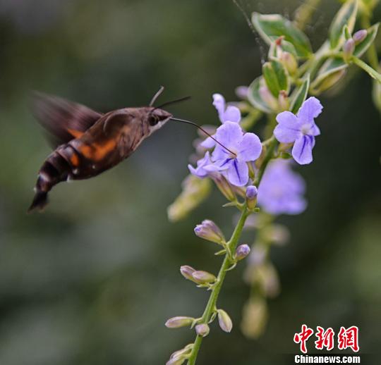 广东鹰坛网站广东鹰坛，传统与现代交织的文化圣地-第1张图片