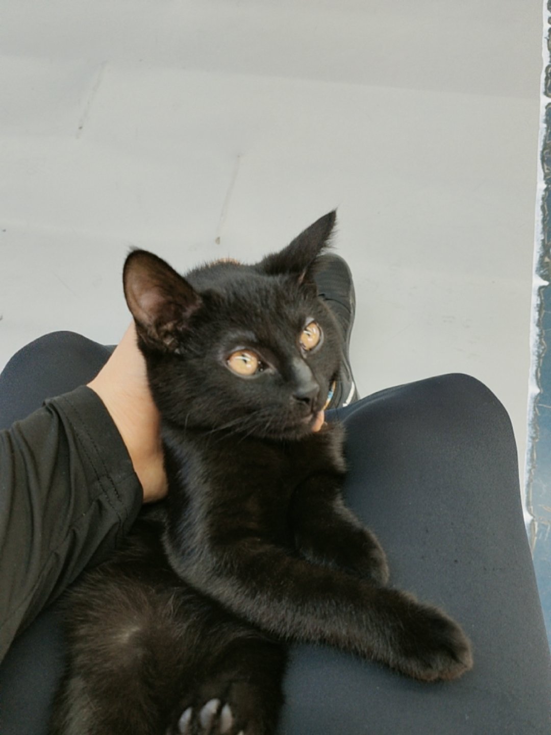 懒猫网懒猫网，轻松便捷的网络生活平台