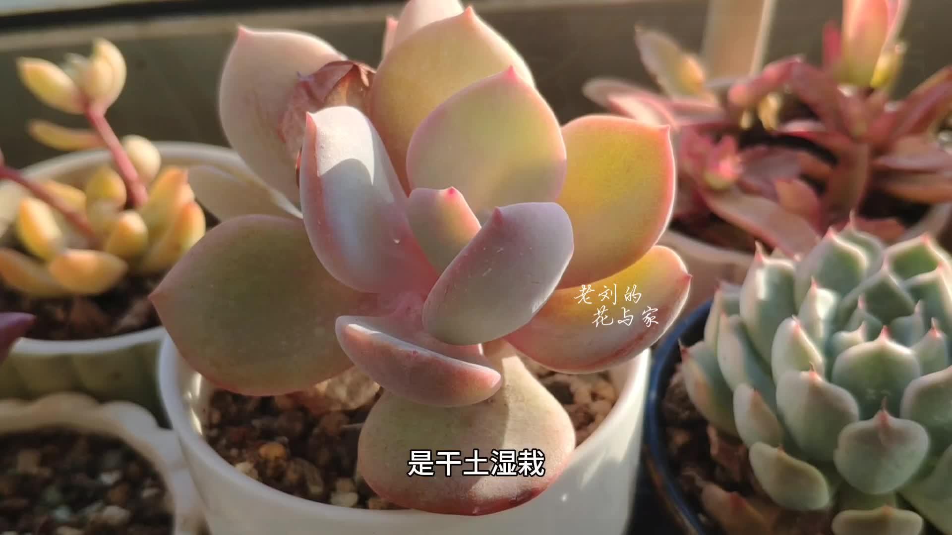 深度交流1V3多肉-第3张图片