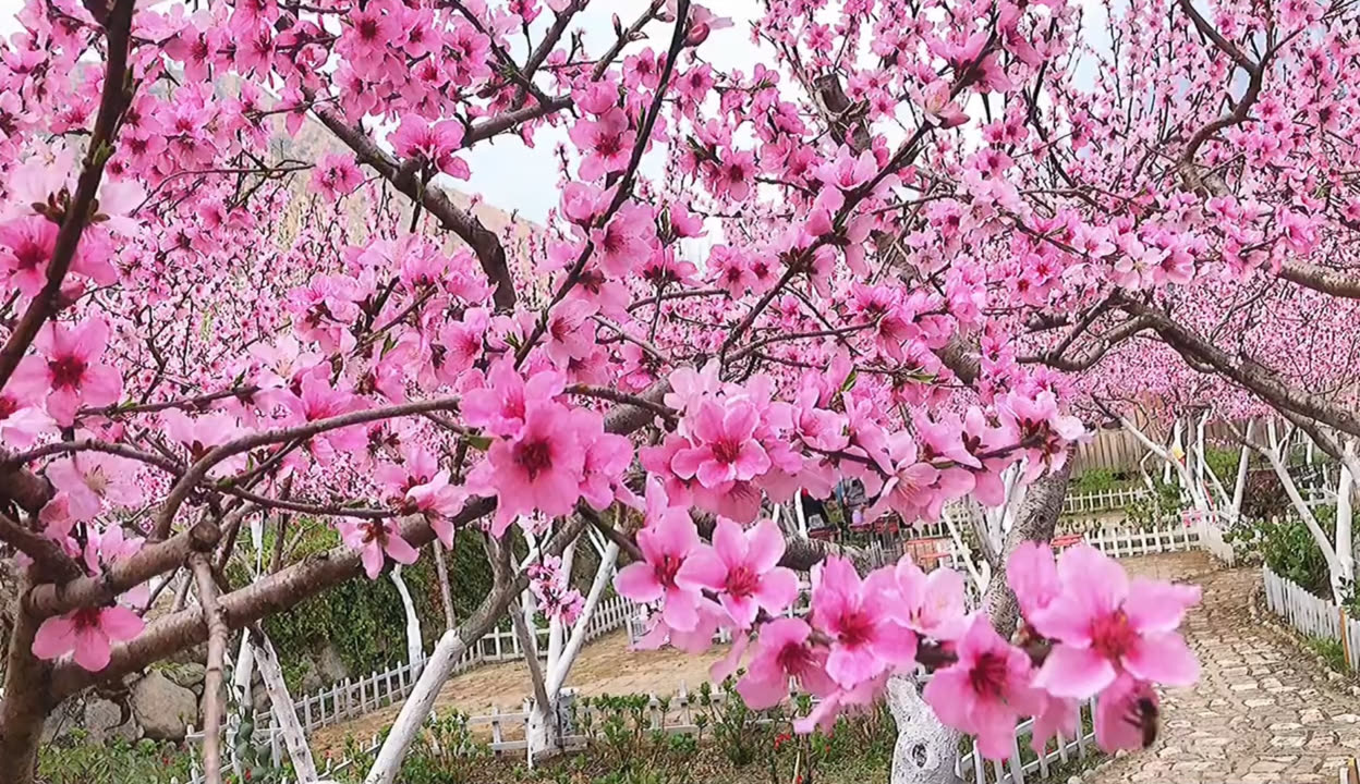 桃花在线视频高清免费播放桃花在线视频高清免费播放-第2张图片