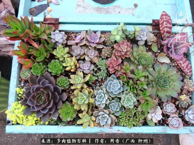 整篇都是车的多肉过程现代描写整篇都是车的多肉过程-第2张图片