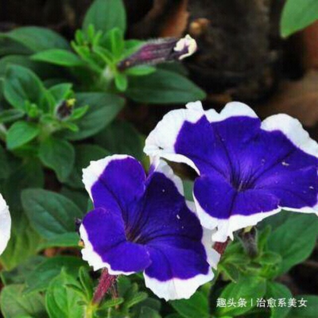 忘忧草社区视频在线观看免费播放-第2张图片