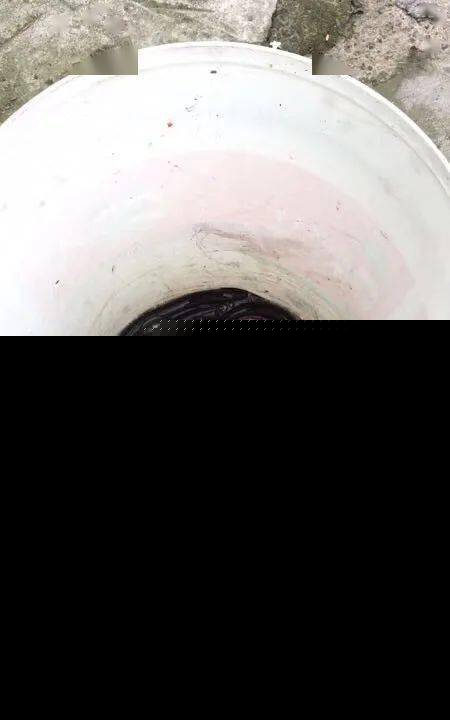 黄鳝视频百度网盘黄鳝门视频百度云，探索神秘生物的魅力-第3张图片