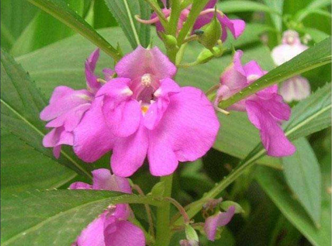 含羞草与大豆行情分析
