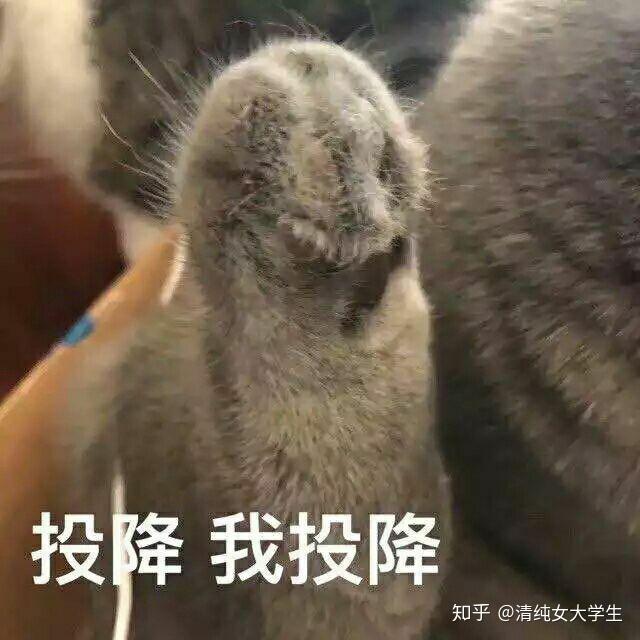 萌犬变变变下载变变