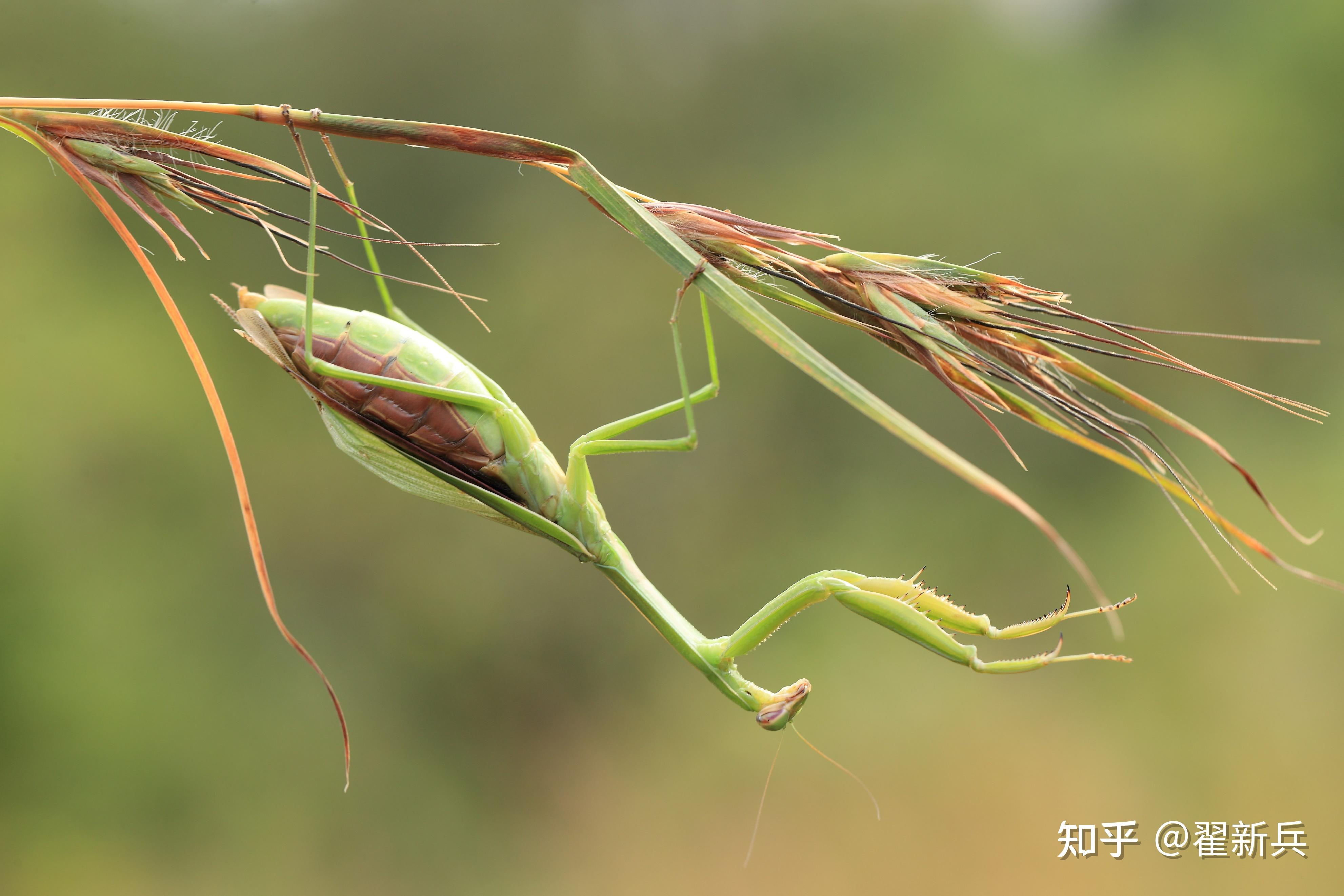 老少交配，一种特殊的生物现象