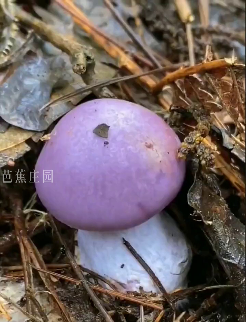 紫色的蘑菇根很粗大能吃吗视频紫色的蘑菇根很粗大，是否能吃？-第1张图片