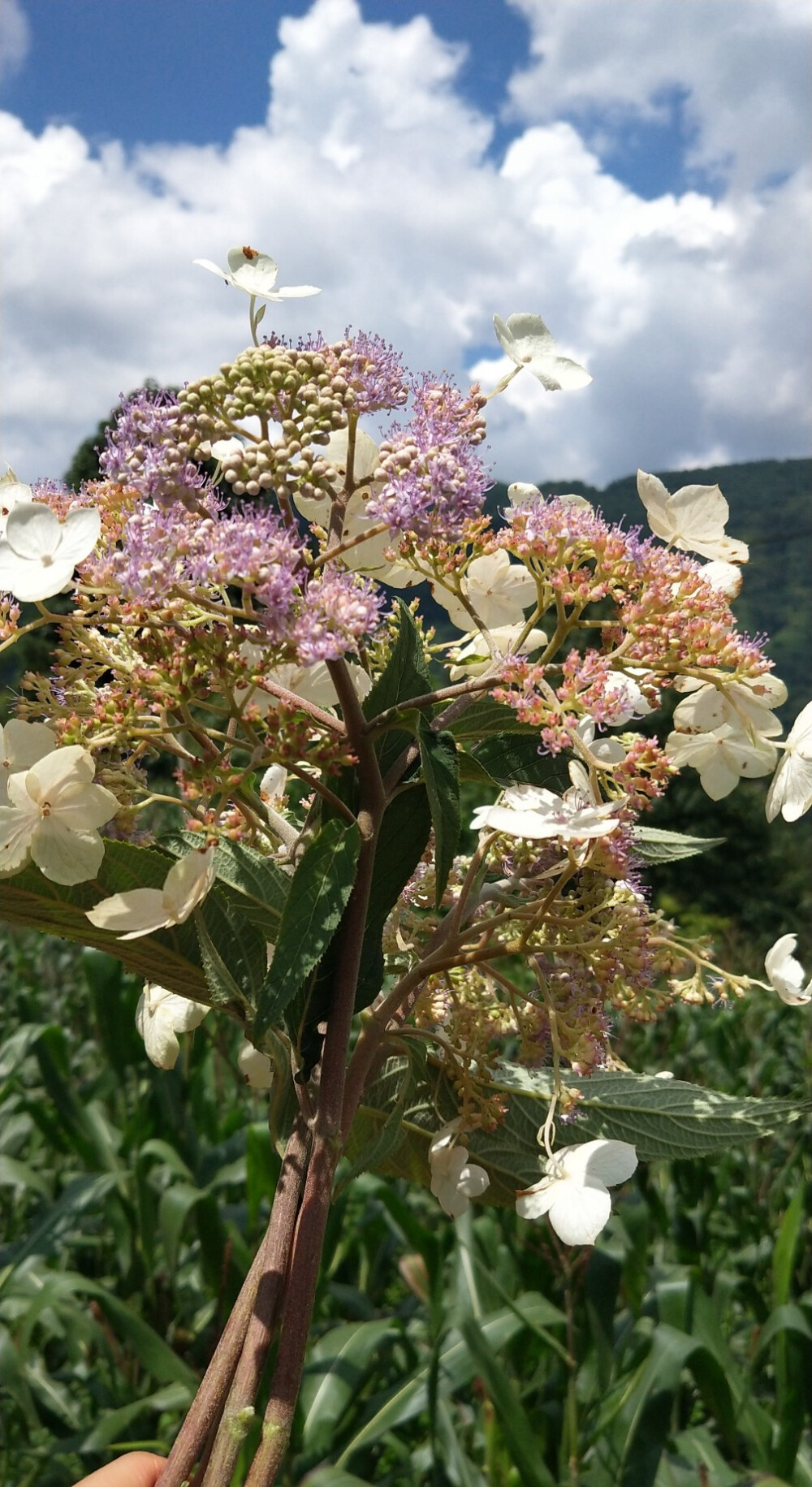 野花社区免费观看视频高清野花社区免费观看高清视频-第1张图片