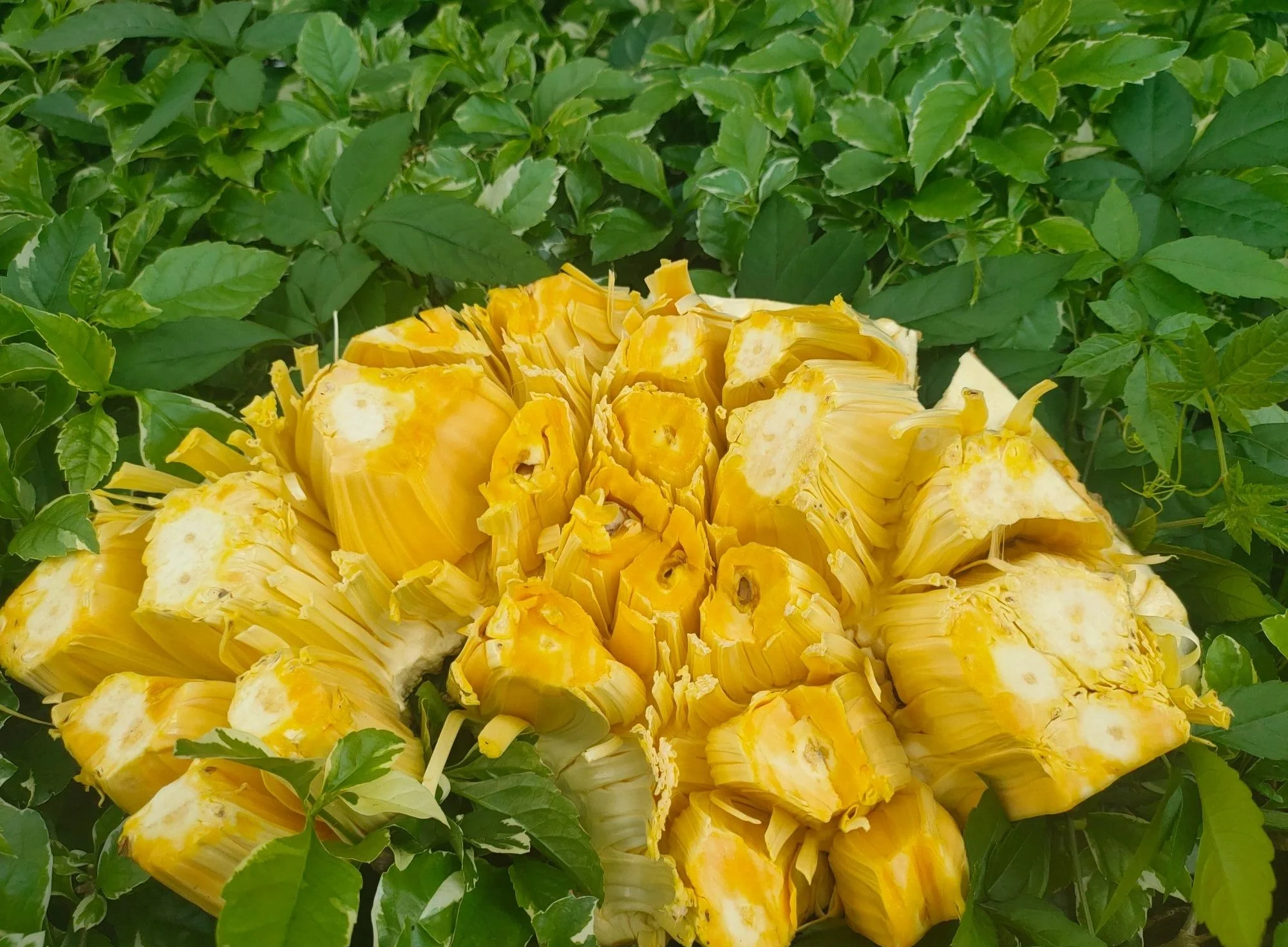 菠萝蜜在线观看视频观看体验-第1张图片
