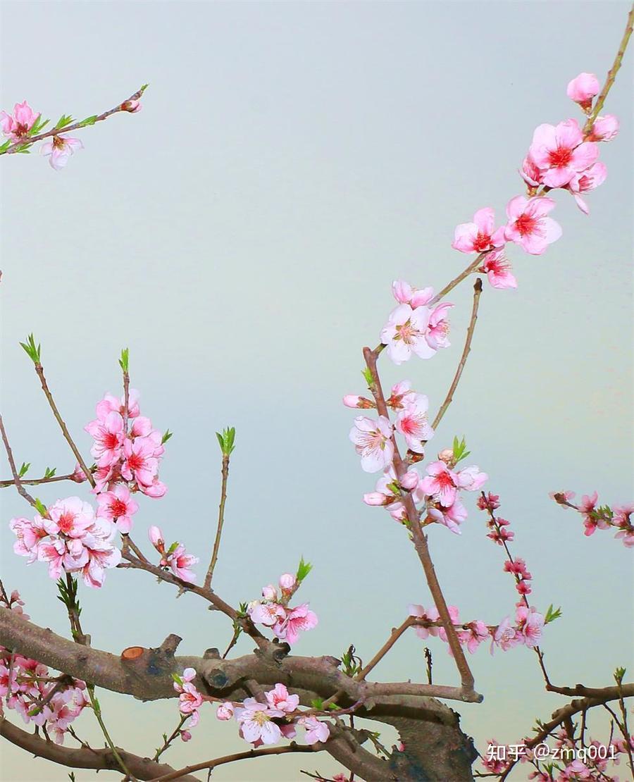 桃花视频桃花视频，探寻美丽与情感的交织-第2张图片