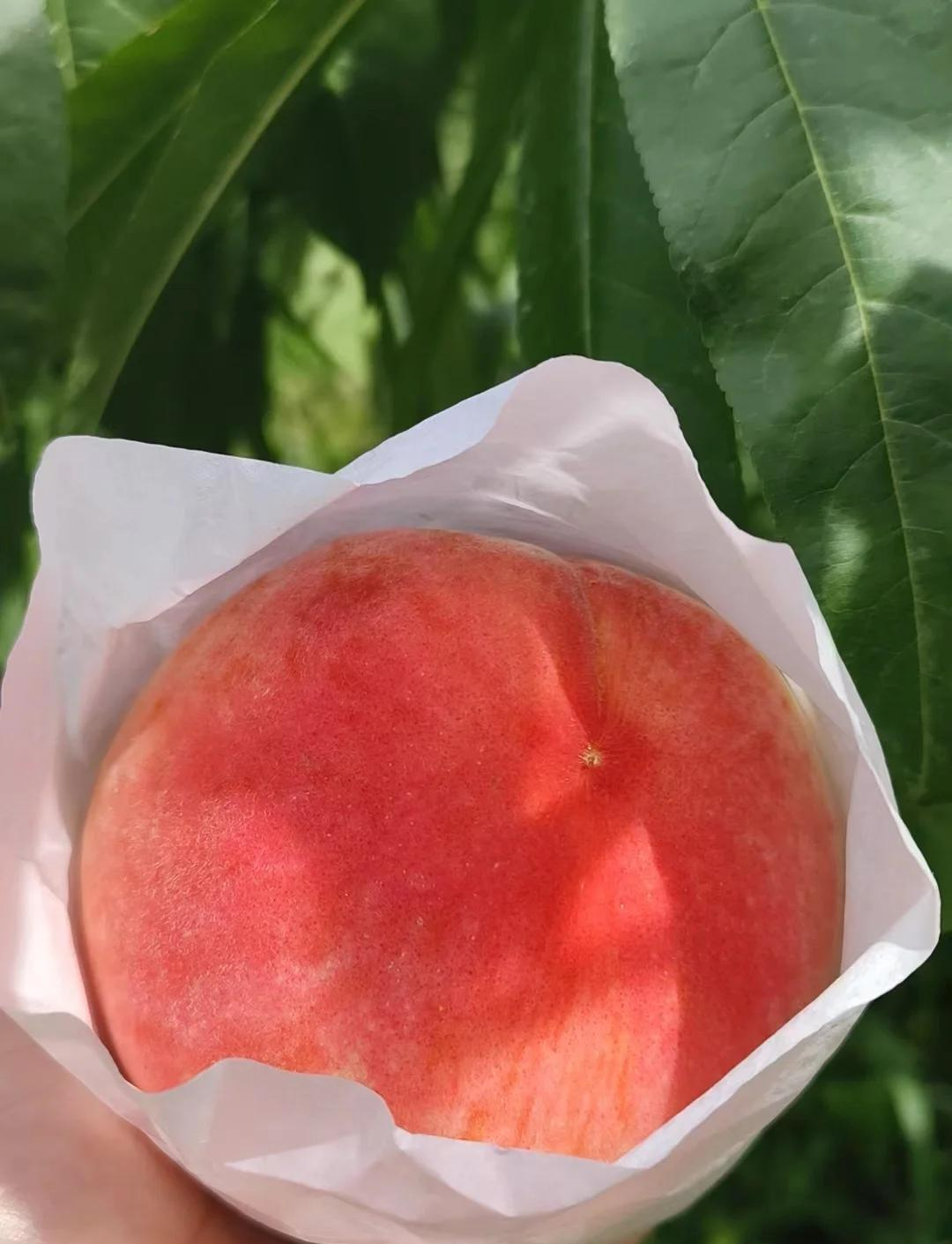 水蜜桃与四小蜜桃-第2张图片