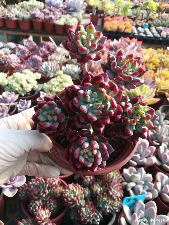 整篇都是车的多肉过程PO整篇都是车的多肉过程-第2张图片