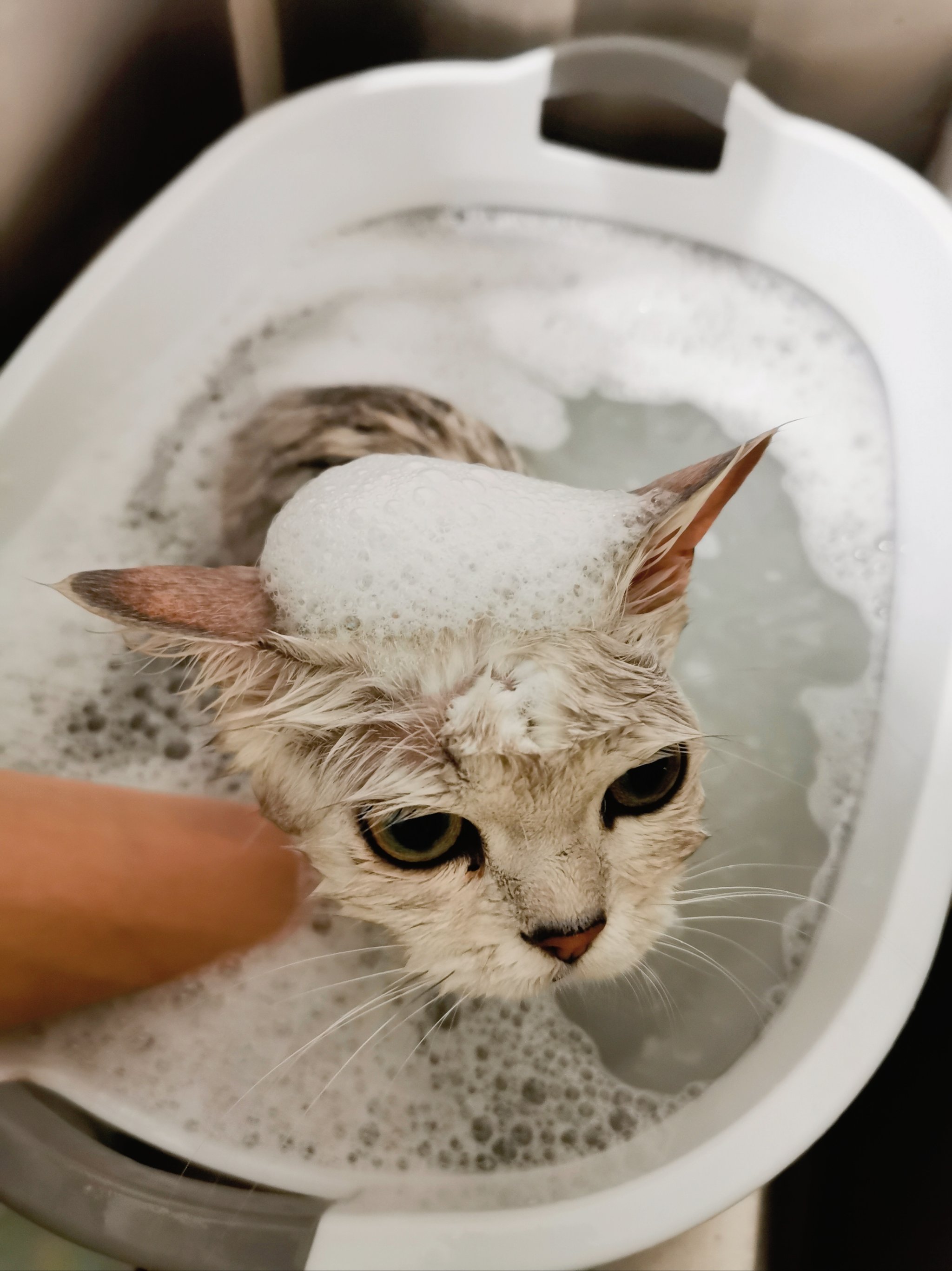 猫咪3.0猫咪3.0，宠物界的未来