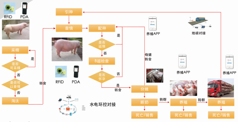 人与畜禽共性的视频人与畜禽共性的视频解析-第1张图片