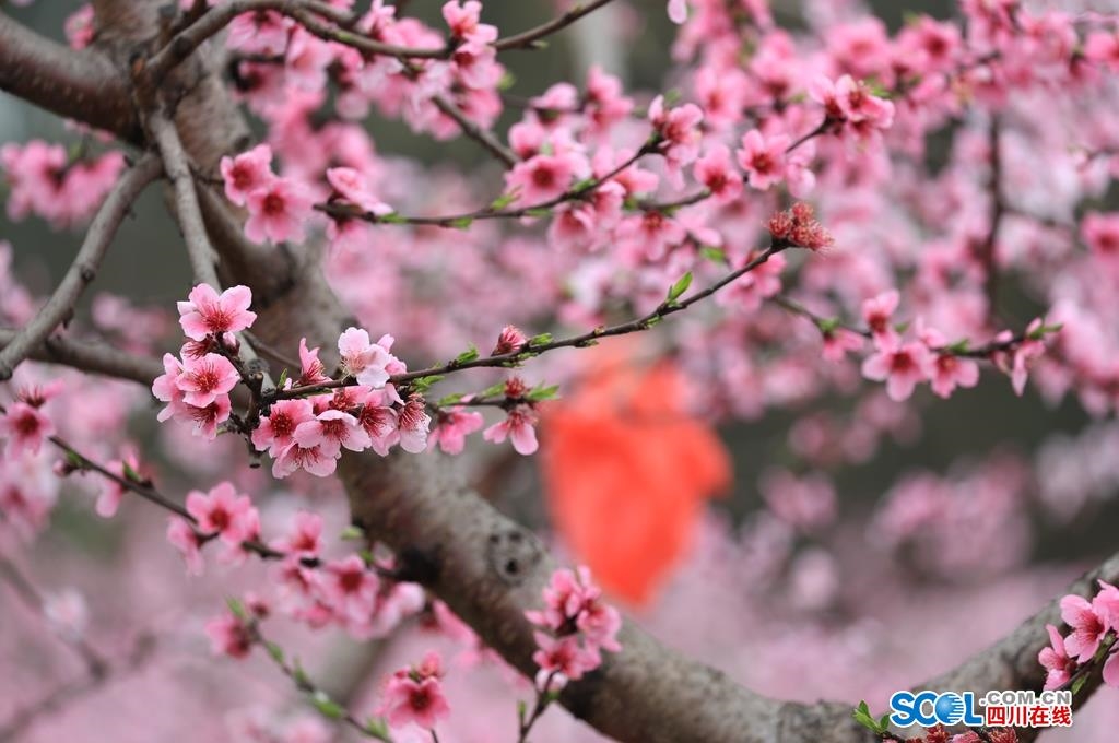 桃花在线视频高清免费播放桃花在线视频高清免费播放-第2张图片