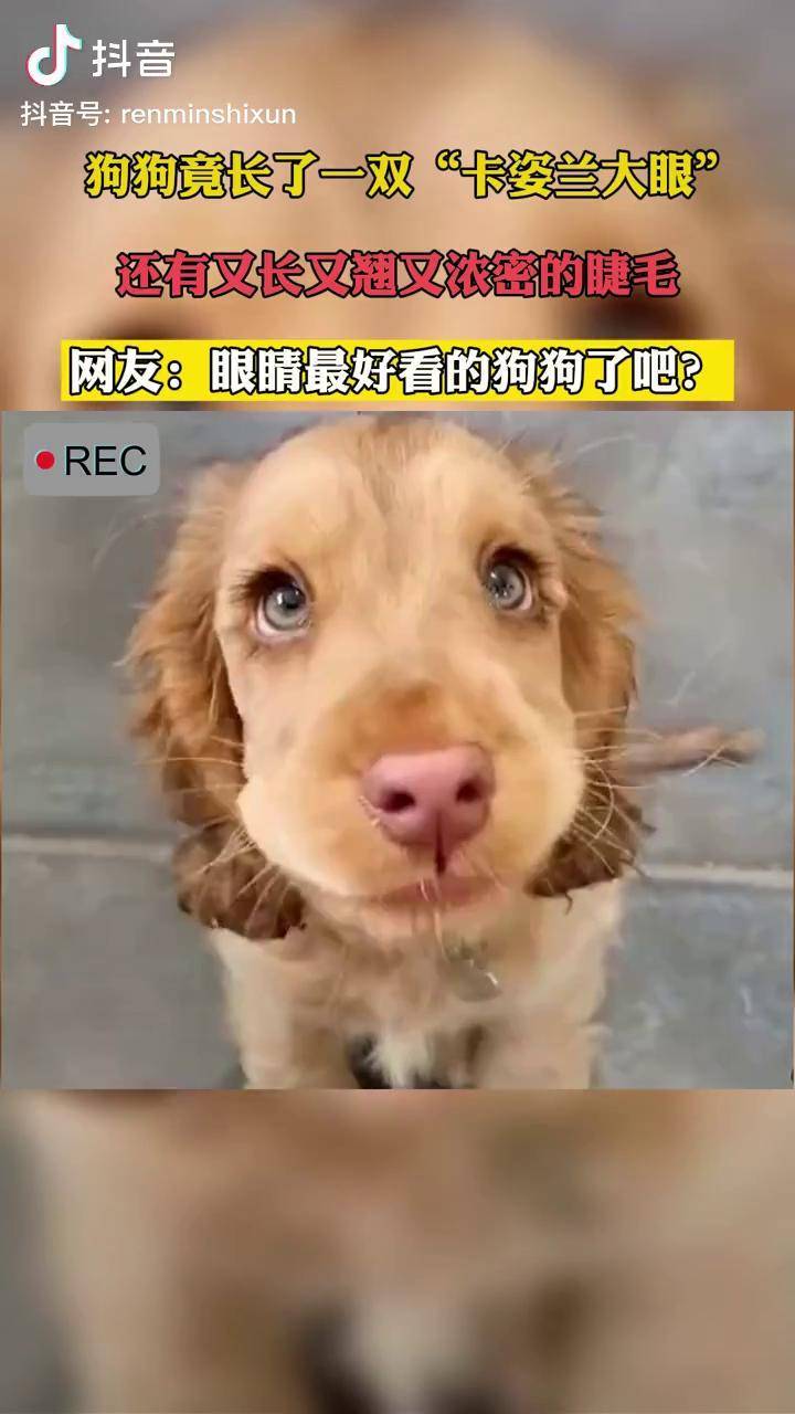 狗的东西又大又长干了一晚上-第1张图片