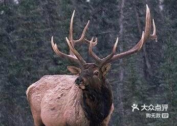 2018每期正版四不像图2018每期正版四不像图揭秘-第2张图片