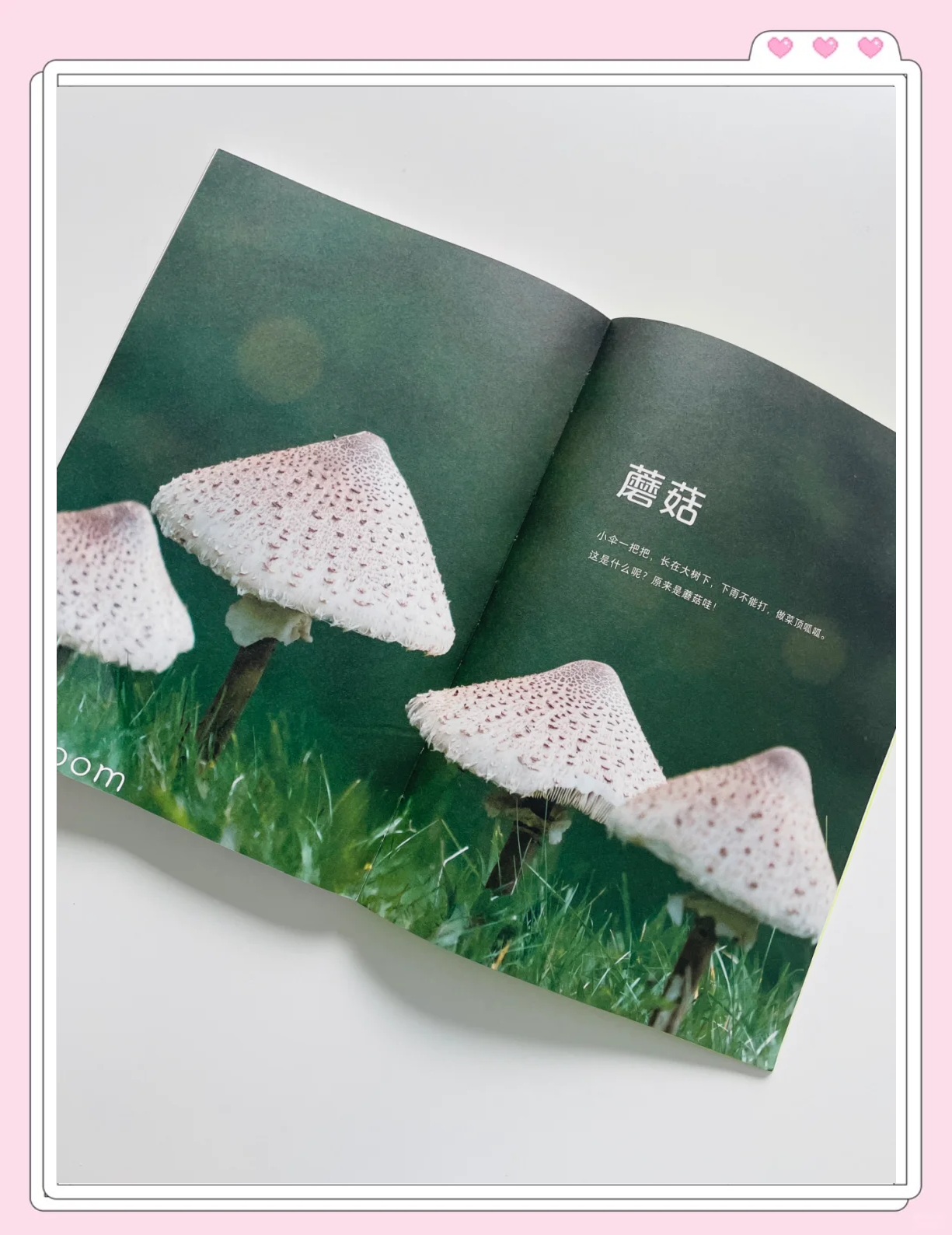野生菌网站野生菌电影网，探索神秘菌菇的世界-第2张图片