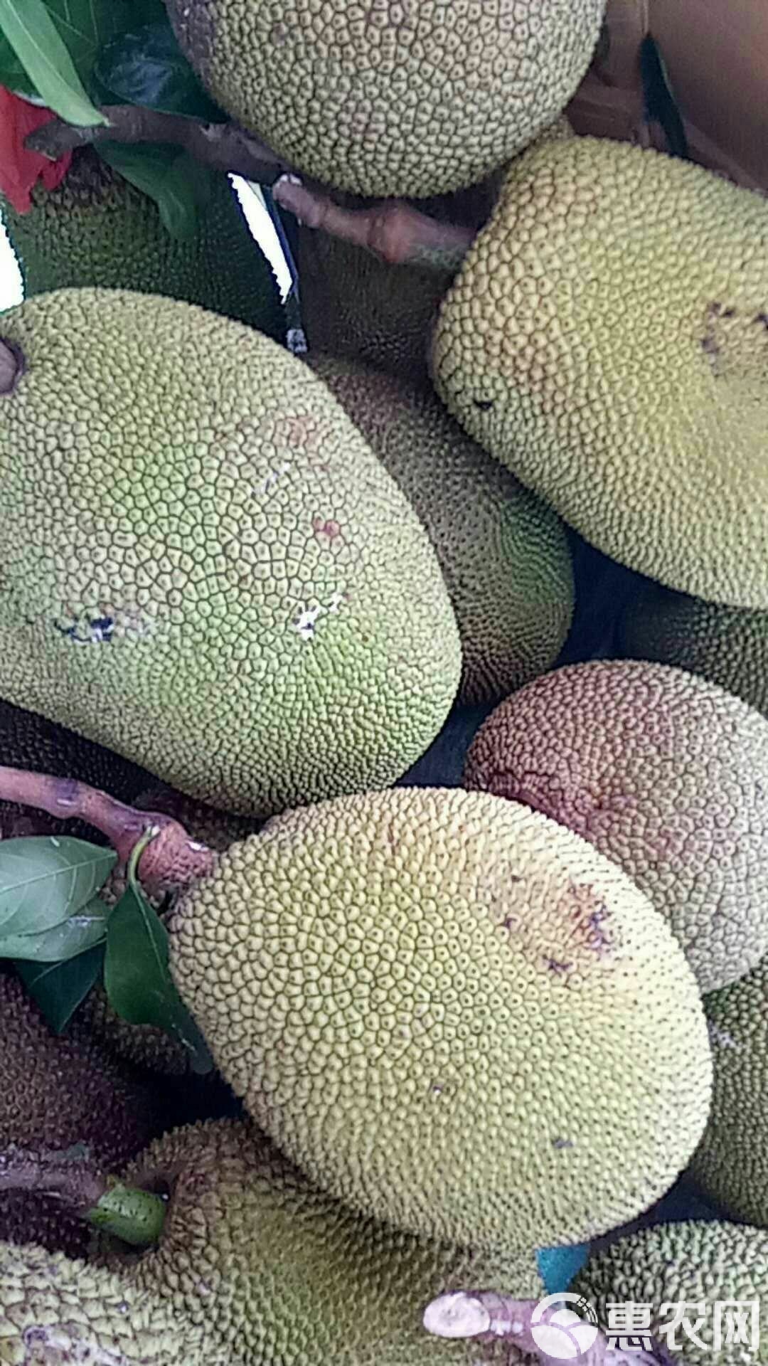 菠萝菠萝蜜免费观看视频菠萝菠萝蜜免费观看视频-第2张图片