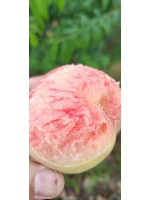 小小水蜜桃免费影院