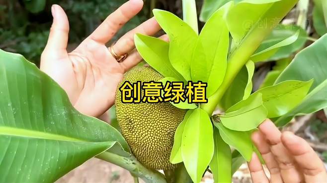 香蕉菠萝蜜视频在线入口-第1张图片