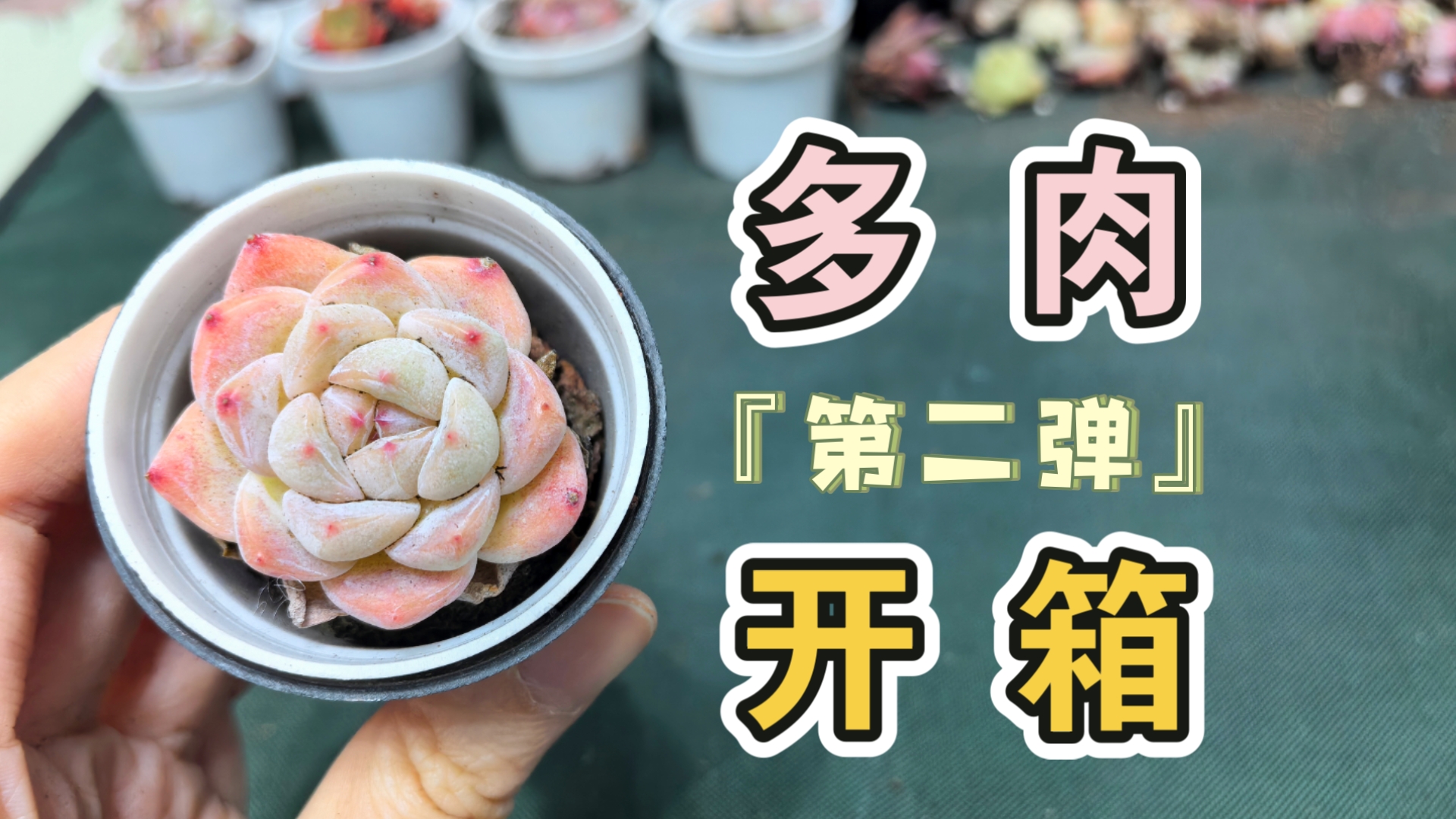 办公室车多肉多的1V2办公室车多肉多，一V2的挑战与机遇-第2张图片
