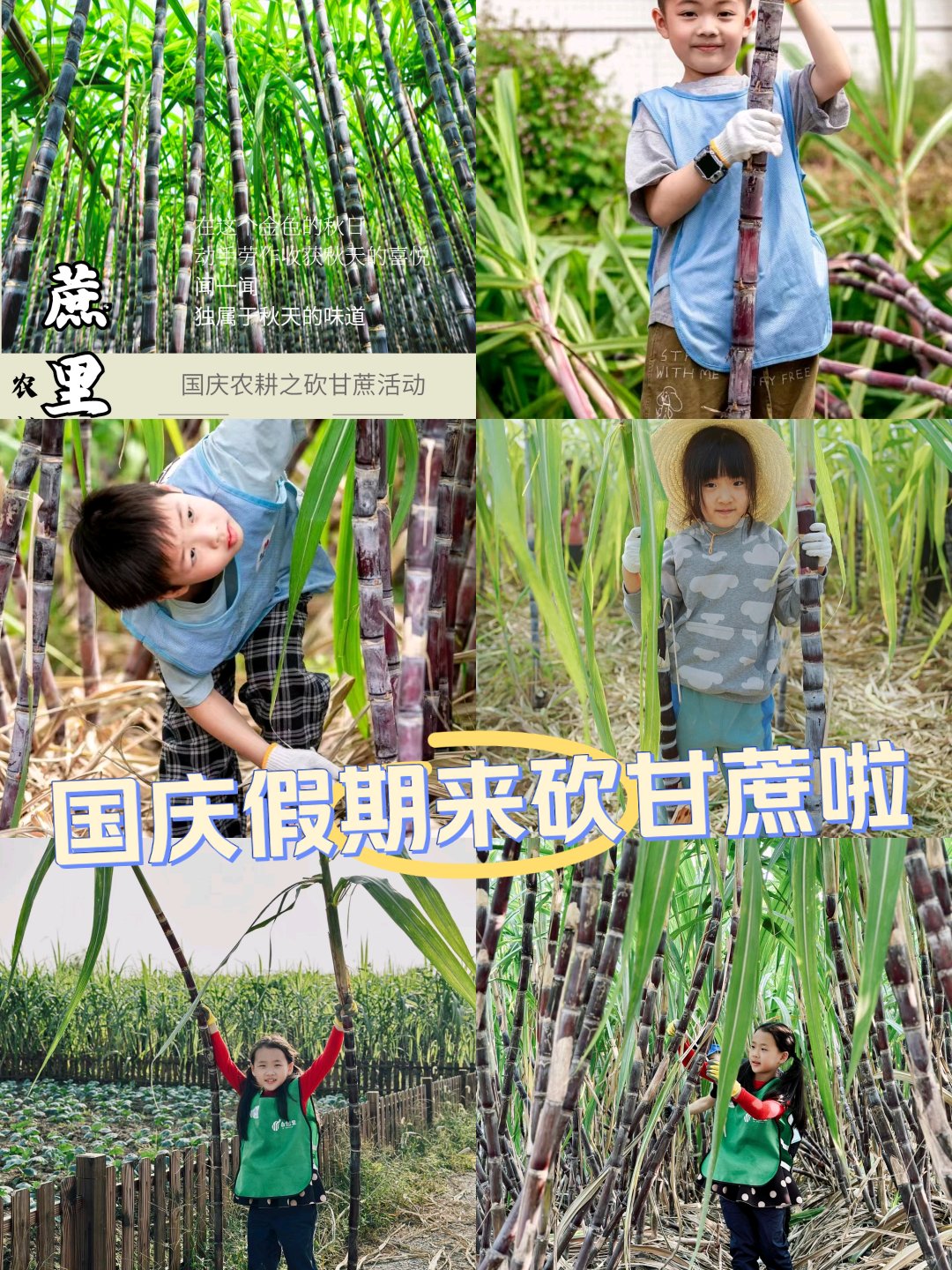 甘蔗地里的快乐生活-第1张图片