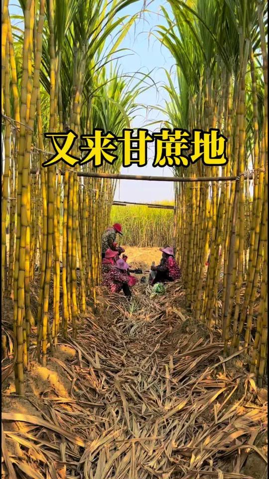 甘蔗地里的快乐生活-第2张图片