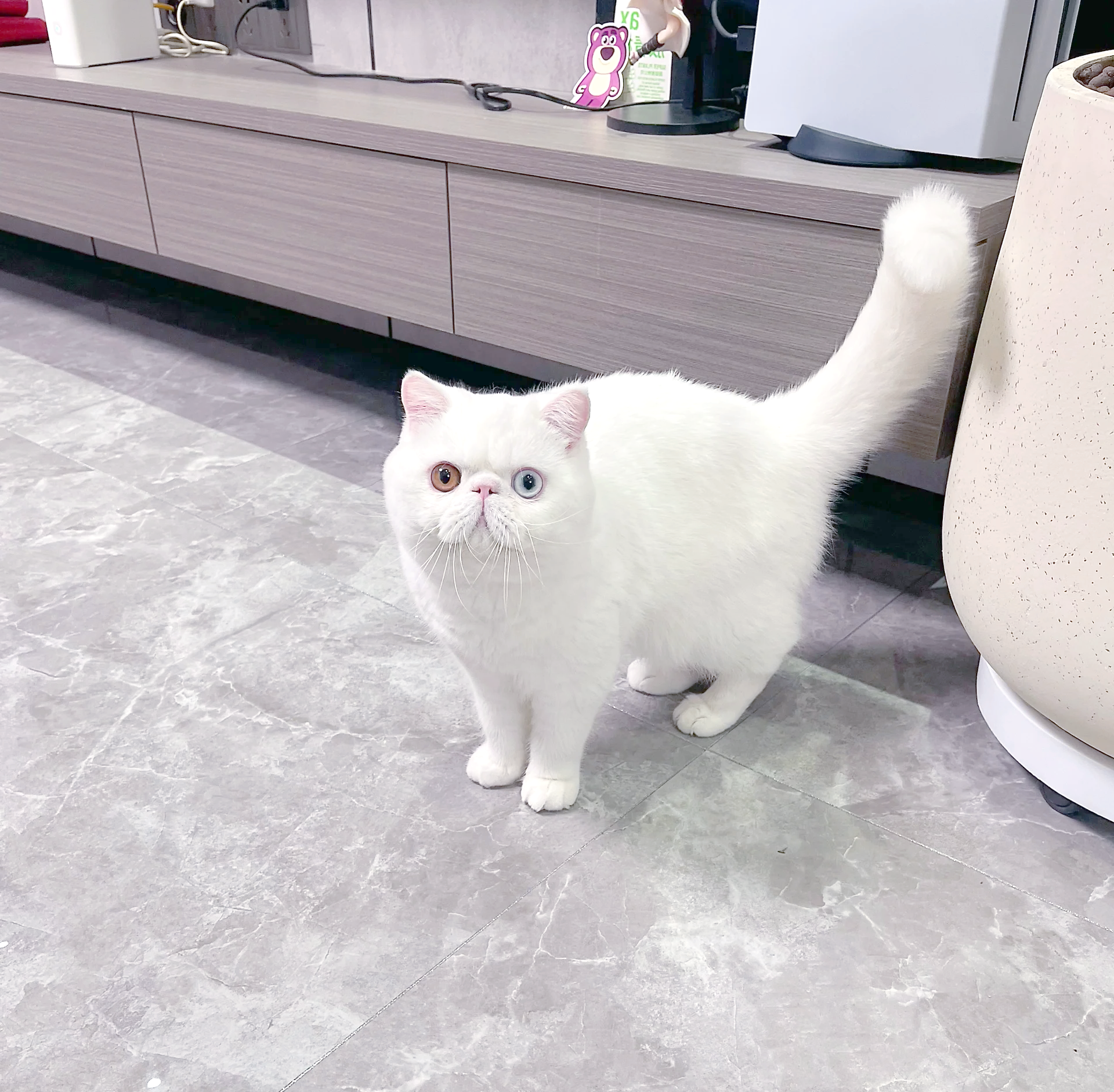 3d猫代表什么数字3D猫，神秘世界的萌宠-第1张图片