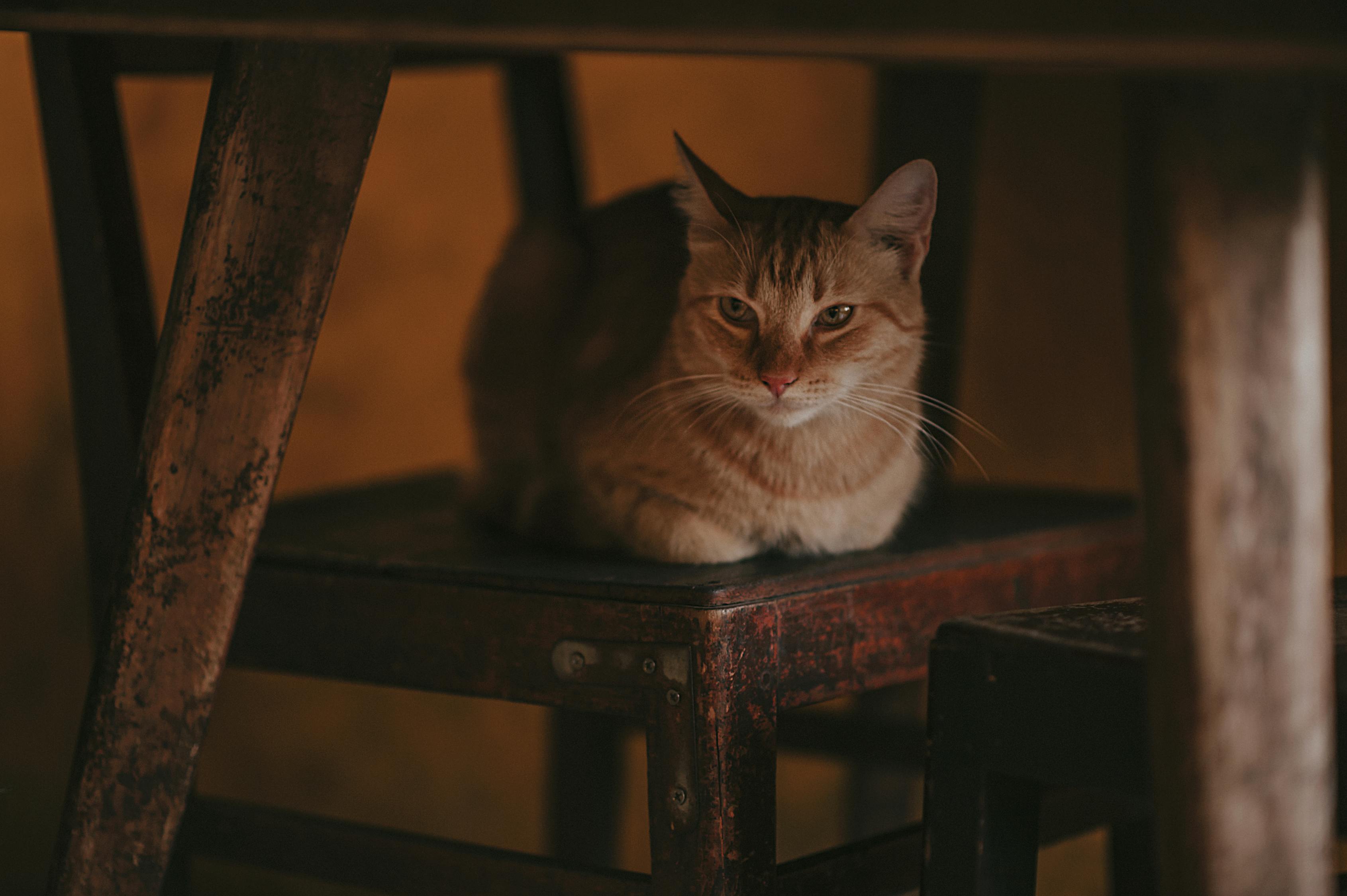 3d猫代表什么数字3D猫，神秘世界的萌宠-第3张图片