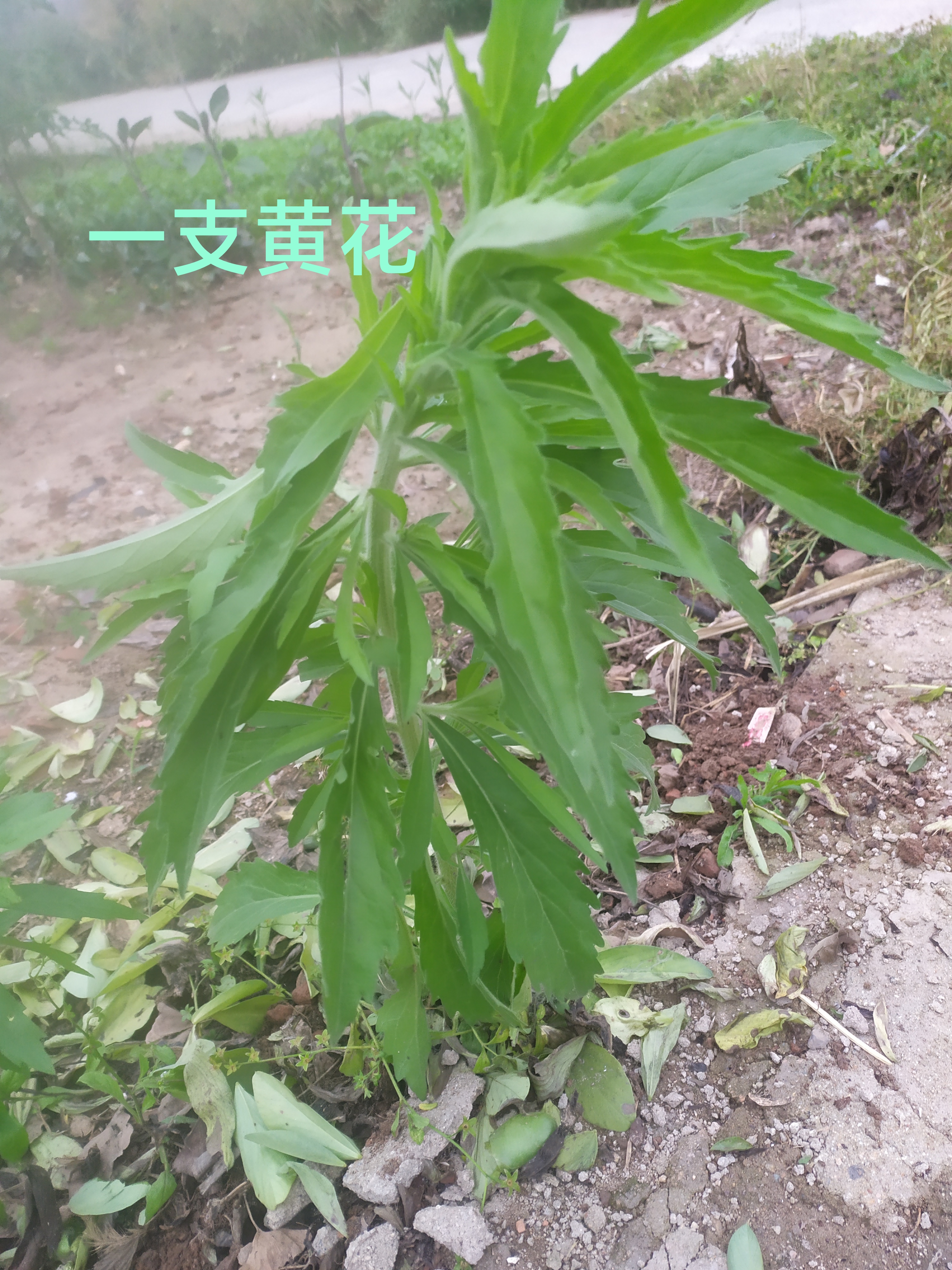 草榴是什么草榴是一种常见的植物，属于豆科植物。它的形态特征和生长环境如下-第1张图片