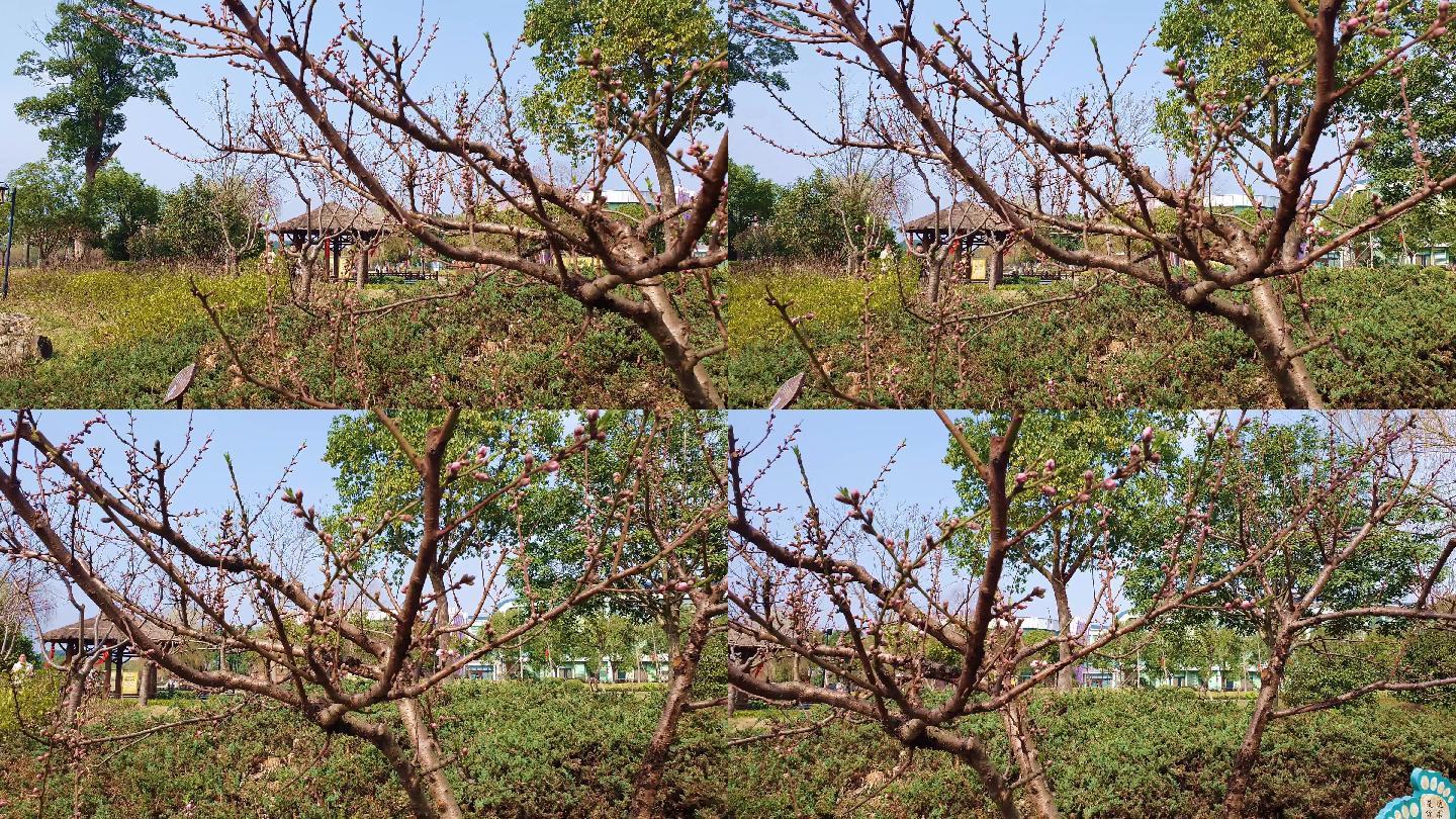 桃花视频在线观看完整版桃花视频在线观看完整版-第1张图片
