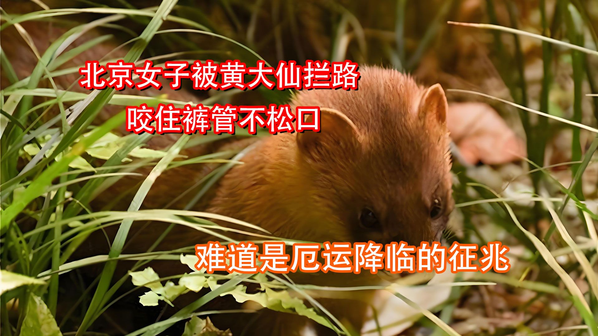 黄大仙特马王资料图片黄大仙特马之探索