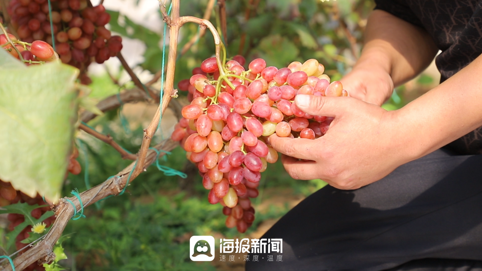 将冰葡萄放在小洞里将冰葡萄放入小洞-第1张图片