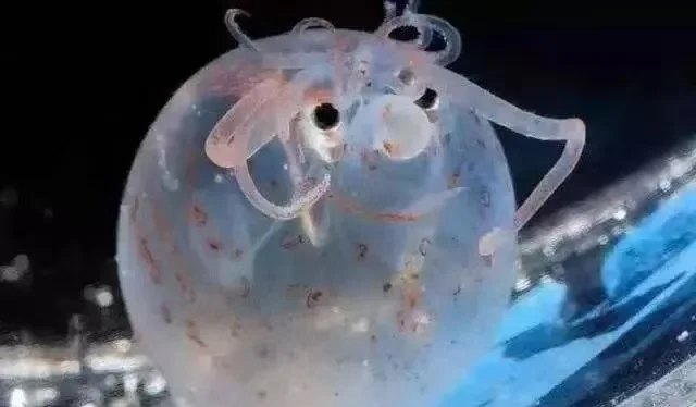 大海是猪的世界，海洋的神秘与魅力-第2张图片