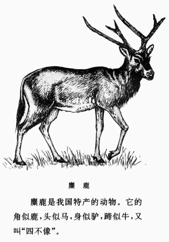 今天特马图四不像今天特马图四不像-第2张图片