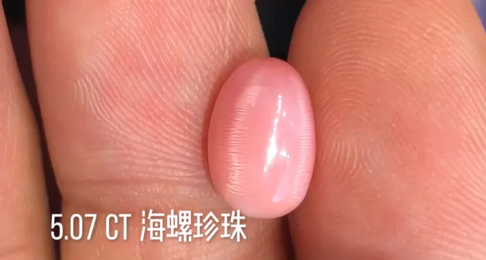 渔民捞海螺现珍珠-第2张图片