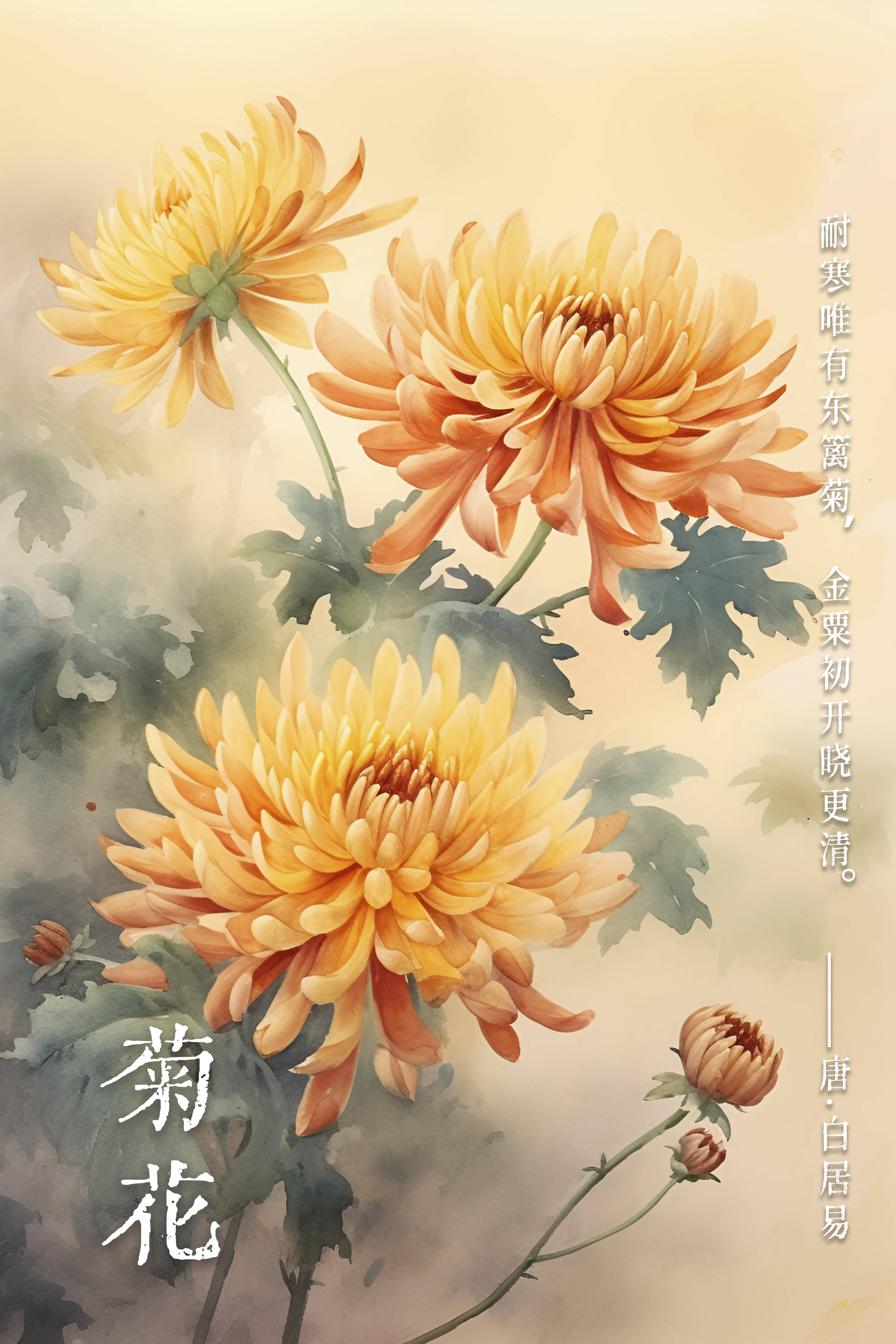 母亲的桃花源菊花-第2张图片